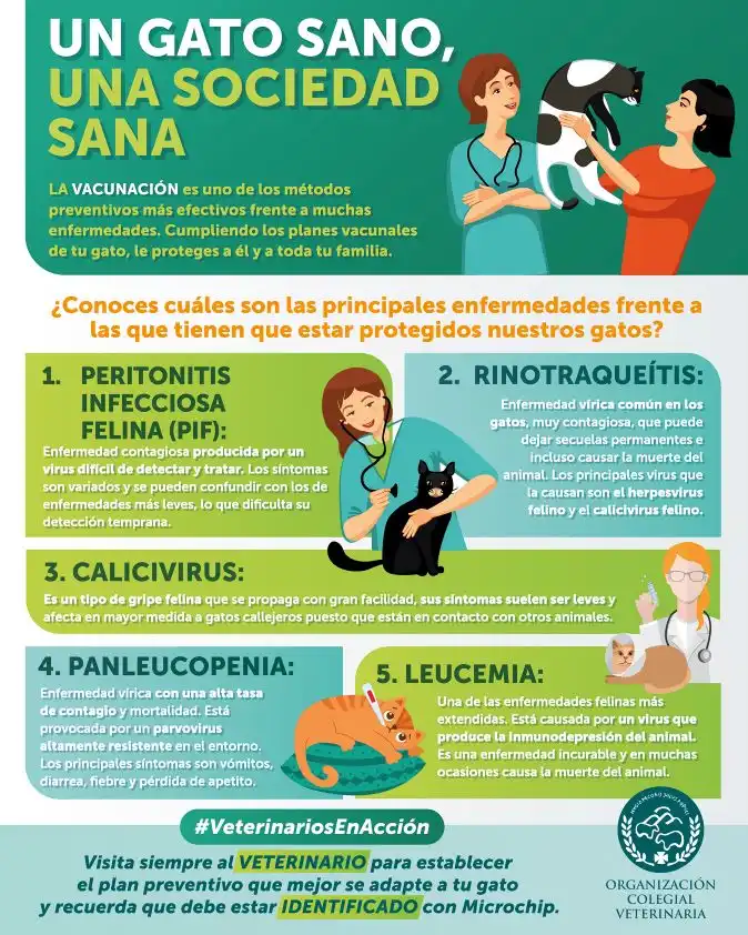 La Importancia de los Veterinarios en la Salud Pública y la Prevención de Enfermedades