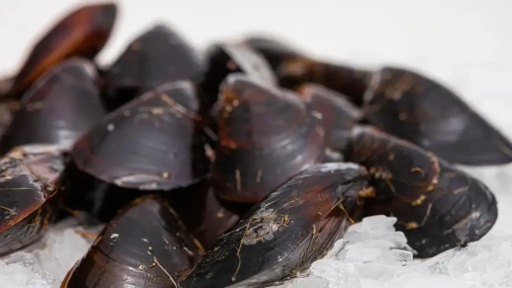 La Amenaza de un Invasor: El Gusano Plano y su Impacto en los Mejillones del Cantábrico