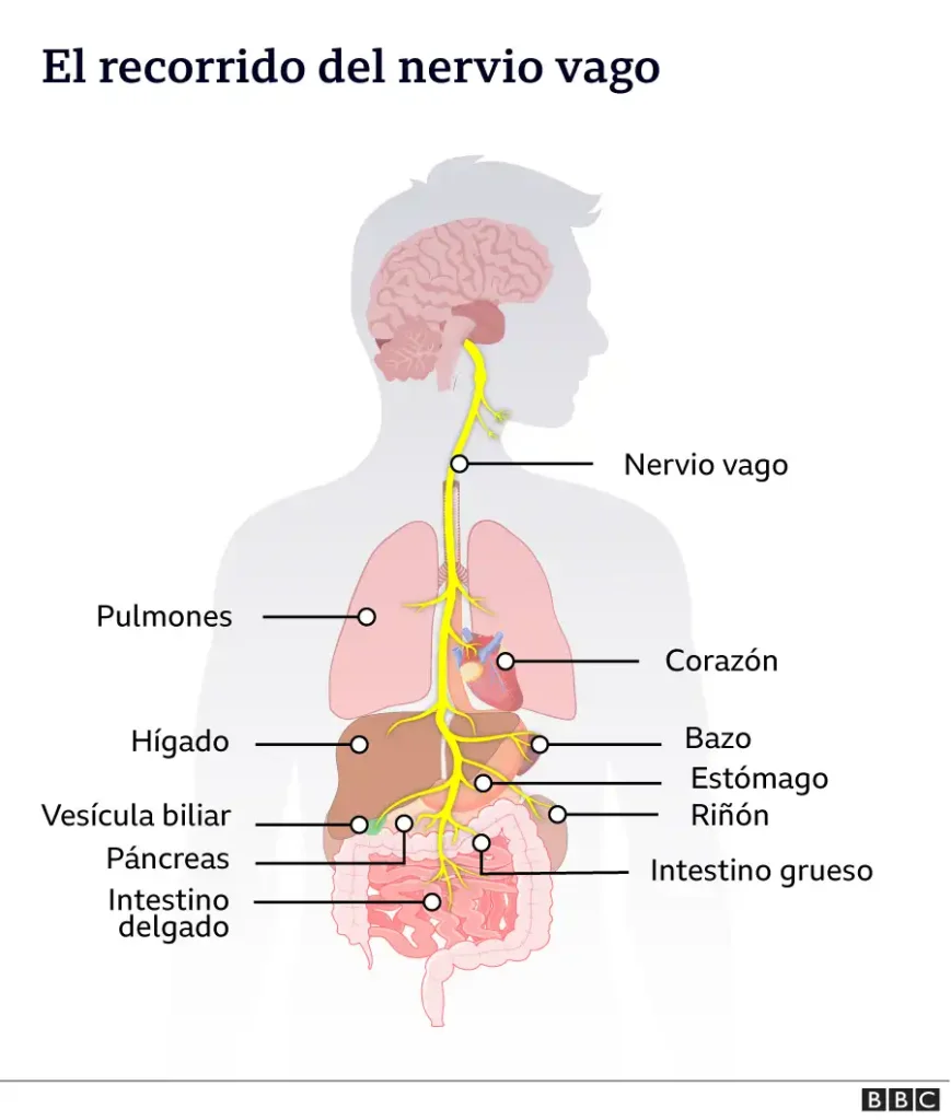 El Nervio Vago: Clave para la Salud Cardíaca y la Longevidad