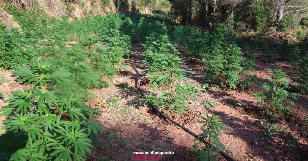 Desmantelamiento de Cultivos Ilegales de Marihuana en Tarragona