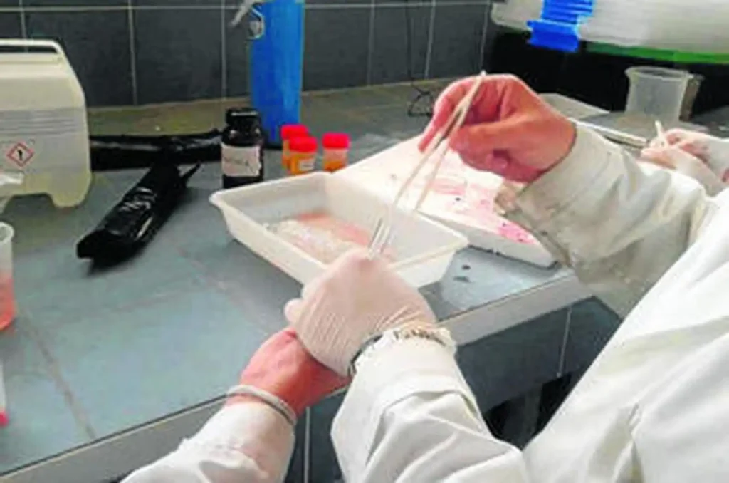 Los Efectos de los Metales Pesados en el ADN Humano: Un Estudio Revelador