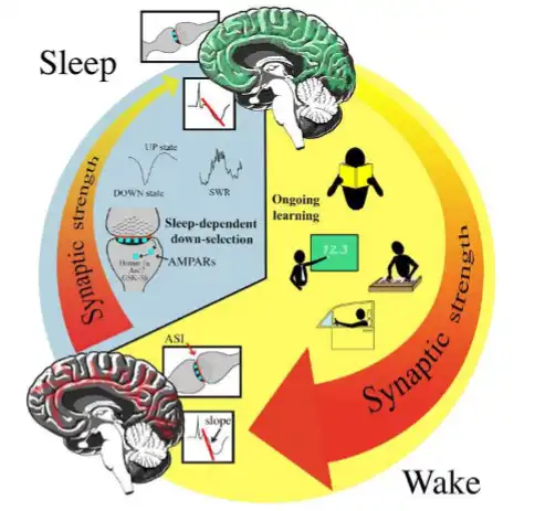 La Ciencia Detrás del Sueño Tardío en Adolescentes
