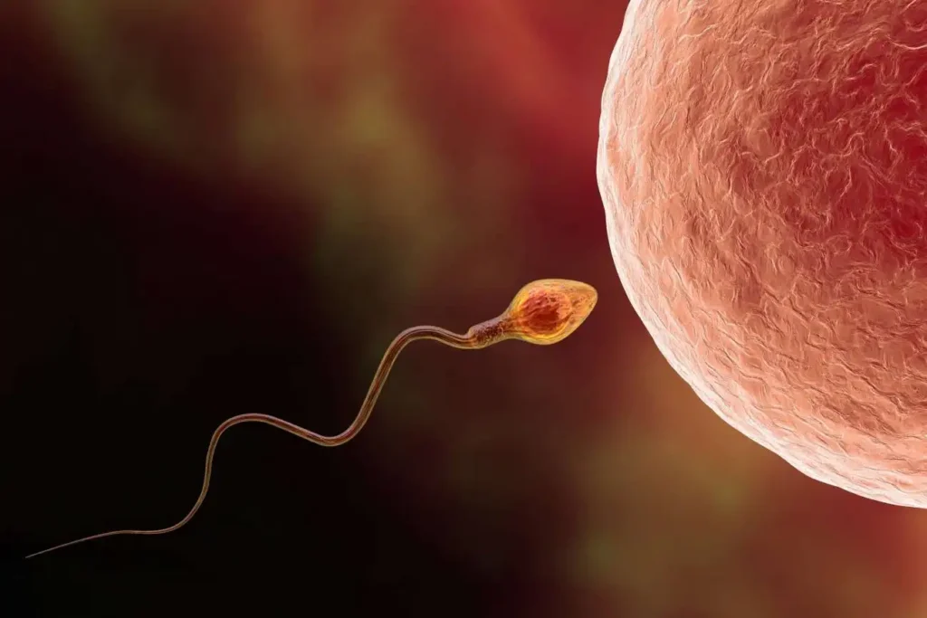 El Envejecimiento del Esperma: Un Reloj Molecular que Afecta la Salud de la Descendencia