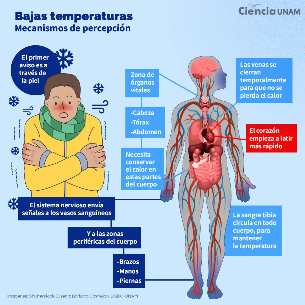 Impacto del Frío en la Salud Cardiovascular: Lo que Debes Saber