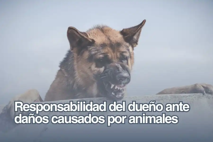 Incidente Canino en Marbella: La Responsabilidad de los Dueños de Mascotas
