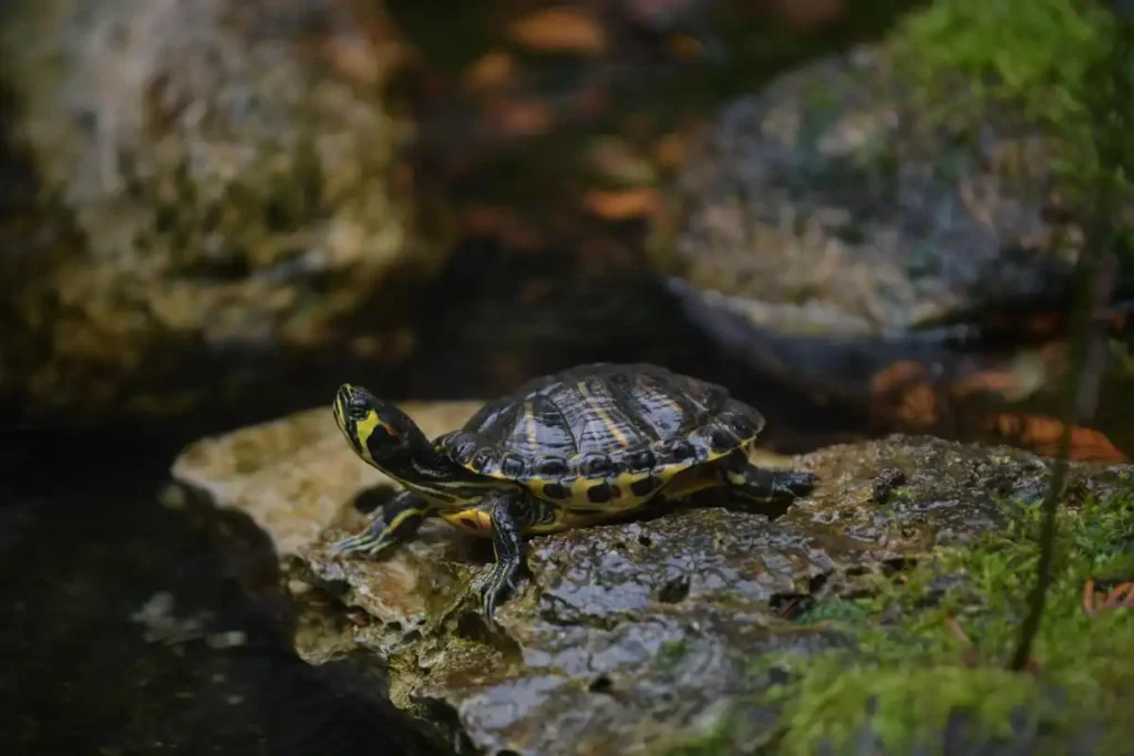 Las Tortugas del Hospital Abente y Lago: Un Refugio de Alegría en A Coruña