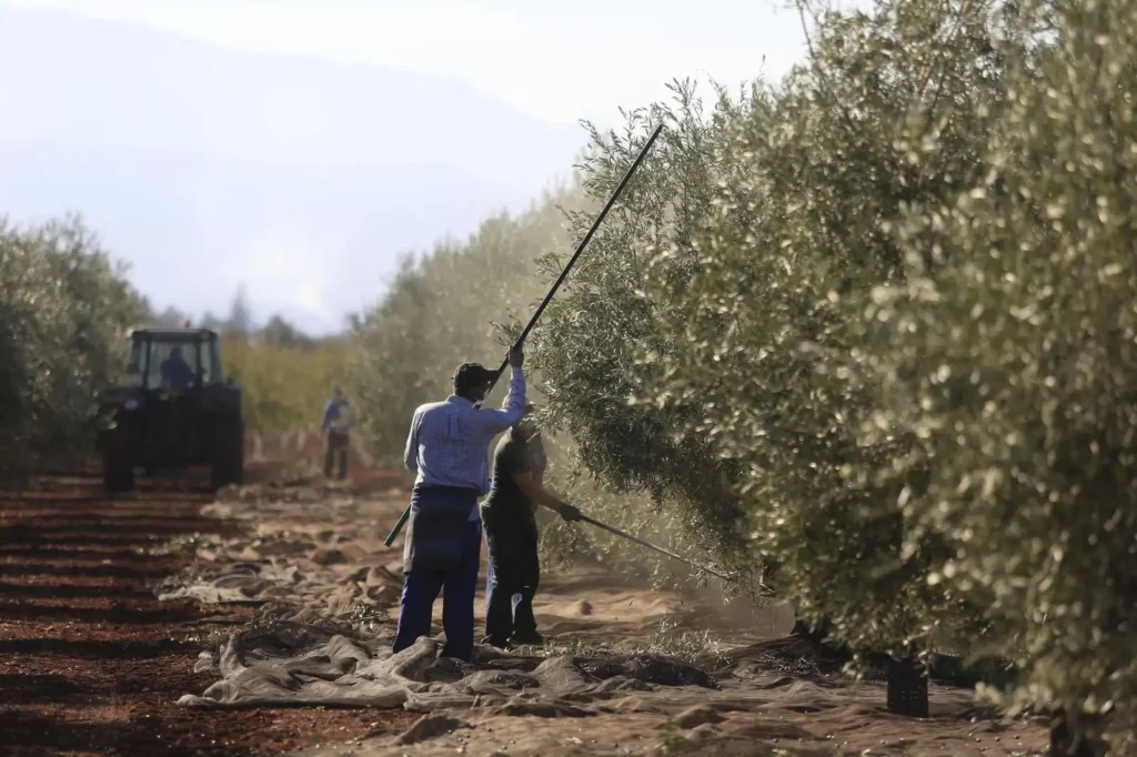 Impacto del Temporal en la Agricultura de Córdoba: Un Llamado a la Acción