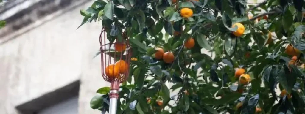 La Recolección de Naranjas Amargas: Un Proyecto Comunitario en Barcelona