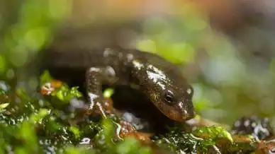 Cataluña Replantea su Estrategia de Conservación de Especies en Peligro