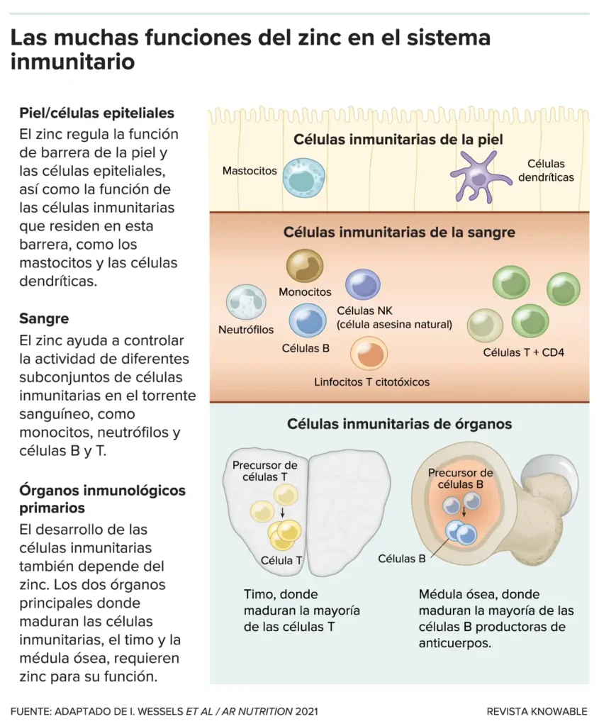 Zinc y Resfriados: Lo Que Necesitas Saber Sobre Sus Beneficios y Riesgos