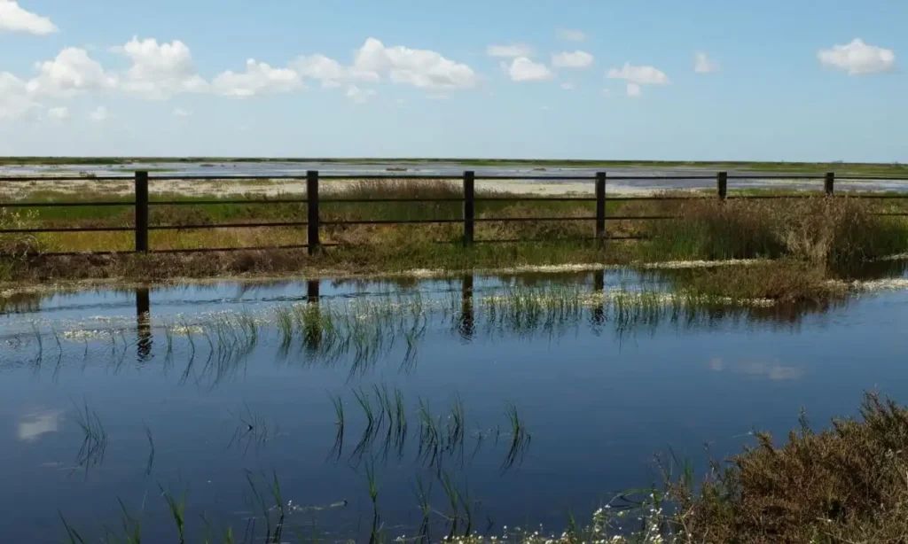 Desafíos Ambientales en Doñana: Un Ecosistema en Crisis