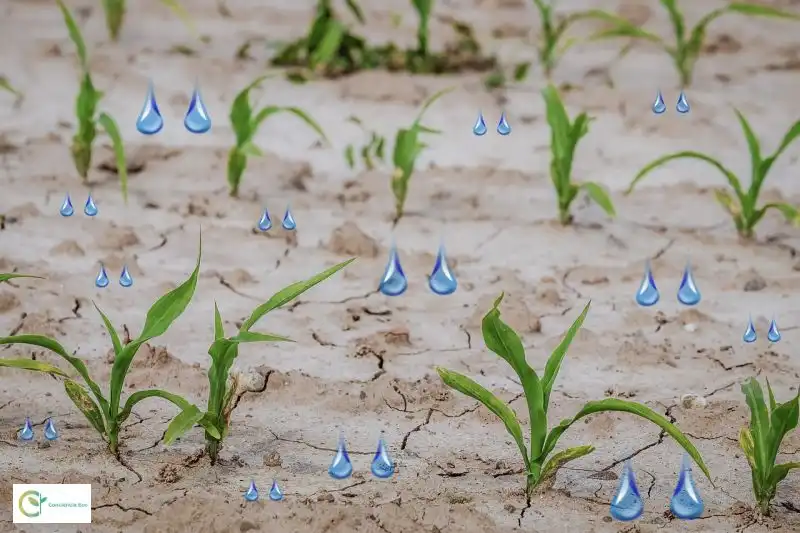 Estrategias Innovadoras para Combatir la Desertificación: Un Enfoque Sostenible