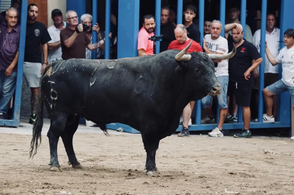 La Nueva Peña Taurina de l’Alcora: Un Toro Cerril para las Fiestas del Cristo