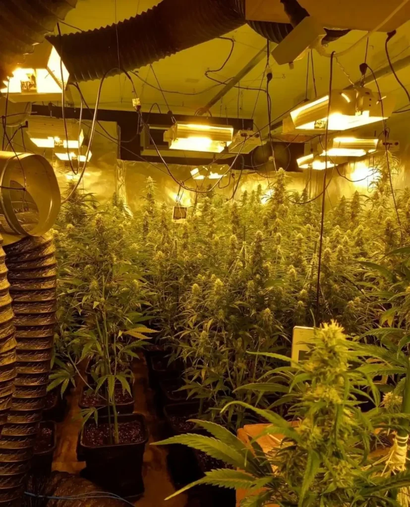 Desmantelan Cultivo Ilegal de Marihuana en Terrassa: Detenidos y Multitud de Plantas Incautadas