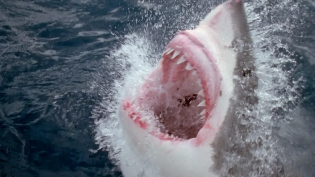 La Presencia del Tiburón Blanco en el Mar de Alborán: Mitos y Realidades