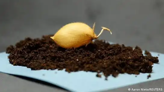 Cultivando el Futuro: Garbanzos en Suelos Lunares