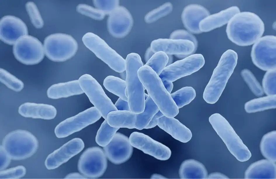 El Impacto del Microbioma Intestinal en la Memoria y el Envejecimiento Cognitivo