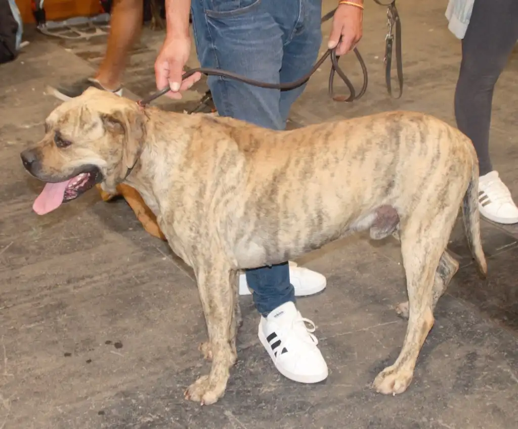 Muerte de Obi Griso: qué dice la ley sobre responsabilidad en residencias caninas