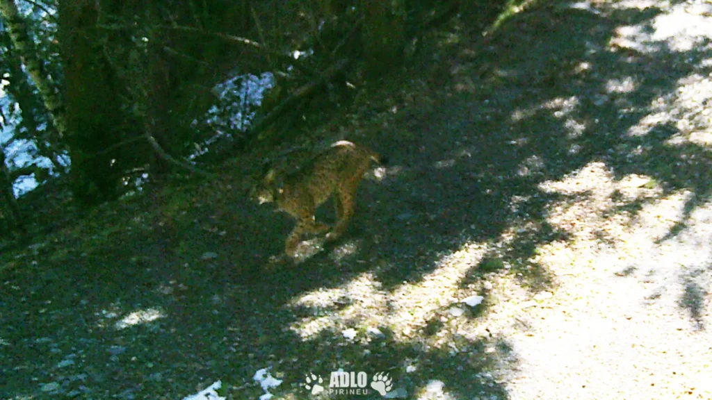 Primera camada de lince ibérico en Cabañeros: hito clave para la conservación