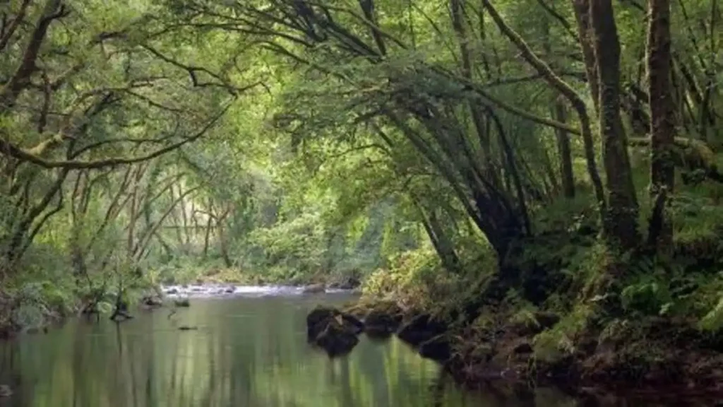 Restauración ecológica del Carregal en Betanzos: ¿Qué implica para la biodiversidad y el urbanismo?