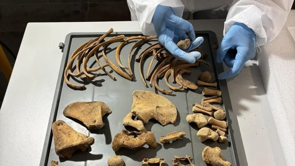 Análisis de huesos en el monasterio de Pedralbes: qué revelan los restos de la reina Elisenda