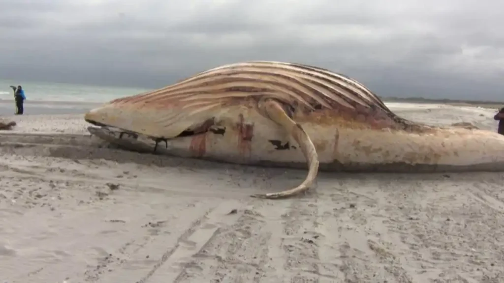 Muerte de Timmy la ballena jorobada: ¿qué revela sobre la crisis marina y la conservación en Europa?
