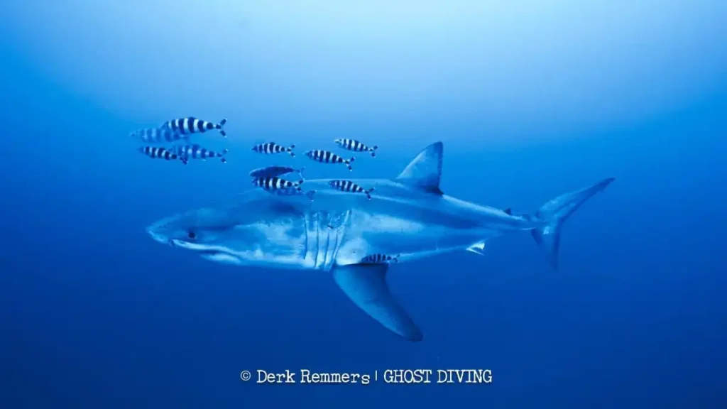 Tiburón blanco en el Mediterráneo: primera filmación submarina en libertad