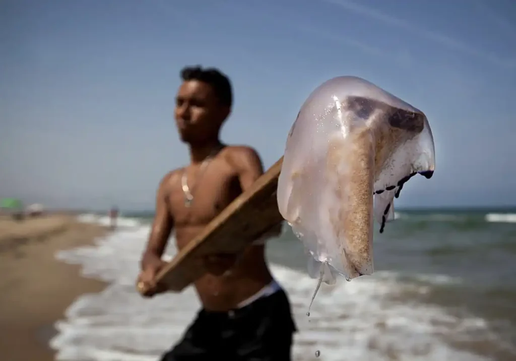 Picaduras de medusas en triatlón Valencia: ¿qué hacer ante un banco masivo?