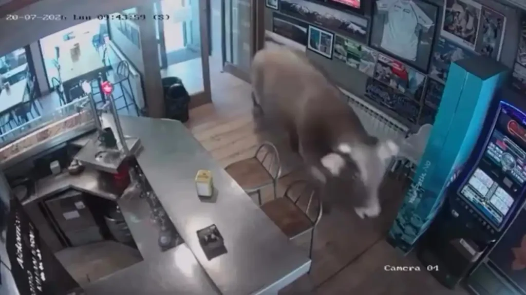 Toro de 900 kg entra en un bar de Ribes de Freser: qué pasó y por qué ocurrió