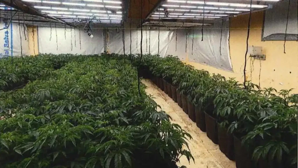 Coche bomba en Viladecans: ¿qué sabemos del asalto narco con 410 plantas de marihuana?