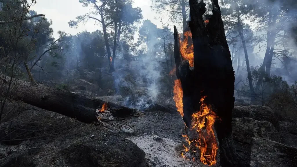 Incendios forestales en Madrid 2026: impacto, carreteras cortadas y respuesta institucional