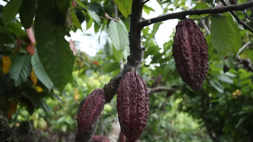 ¿Por qué el precio del cacao sube un 78% y afecta al chocolate en supermercados?